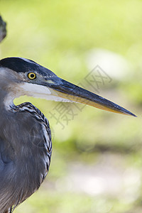 佛罗里达大蓝海隆蓝色长腿保护动物涉水野生动物新世界荒野沼泽动物群图片