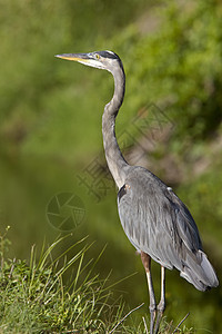 佛罗里达大蓝海隆涉水苍鹭动物群脖子蓝色野生动物新世界动物保护沼泽图片