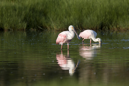 在佛罗里达水域喂养的罗塞特斯博恩比尔荒野脖子沼泽动物群野生动物反射涉水新世界栖息地长腿图片