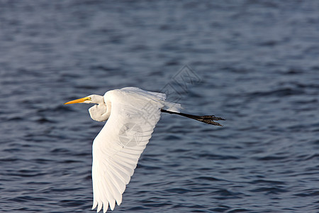 大白Egret 飞越佛罗里达水域野生动物沼泽航班脖子荒野动物保护长腿动物群水平图片