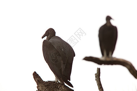 佛罗里达树上有黑秃鹫图片