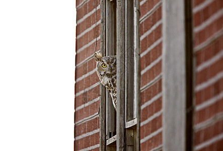 大角猫头鹰夹在窗口中图片
