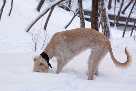 雪中小狗狗水平宠物猎犬公园黑色小狗衣领白色食肉棕色图片