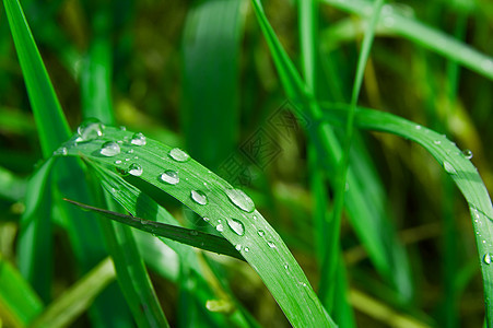 青草生态反射公园生活草地液体场地花园太阳植物图片