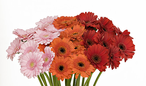 粉红 橙色和红色的Gerber花朵盛开季节绿色宏观粉色花束花瓣美丽花园格柏植物群图片