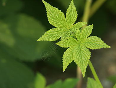 叶中黄金平均比率螺旋植物群花园橙子宏观季节性卷须植物黄色季节背景图片