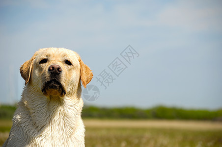 拉布拉多犬小狗鼻子黑色天空忠诚伴侣毛皮白色动物家畜图片