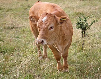 田野放牧牛牛牛场地叶子农场农田牧场牛奶哺乳动物天空植物群奶牛图片