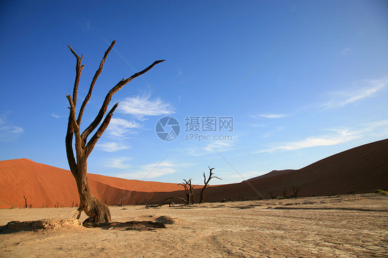 索苏夫莱的死树天空沙丘沙漠荒野风景干旱岩石分支机构死亡纳米布图片