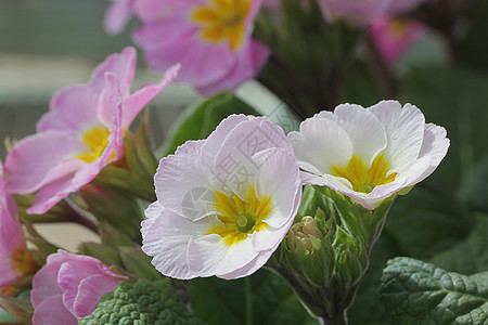 白花花植物环境植物群花园野花草地生长花瓣宏观生物学图片