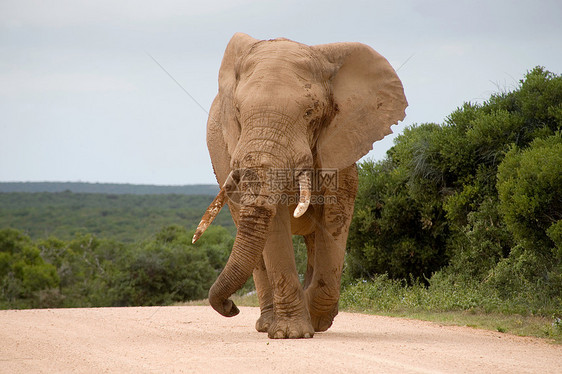 Addo公园大象象牙荒野衬套生态力量动物鼻子国家动物群食草图片