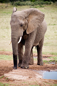 Addo公园大象婴儿灰色荒野野生动物濒危动物象牙动物群哺乳动物食草图片
