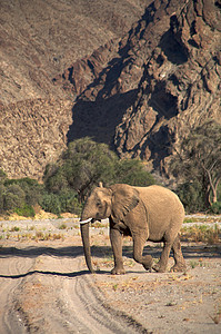 斯凯顿海岸沙漠的大象科兰小路草食性动物野生动物哺乳动物团体沙漠荒野家族图片