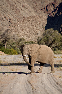斯凯顿海岸沙漠的大象黄色团体荒野动物沙漠小路科兰野生动物草食性哺乳动物图片