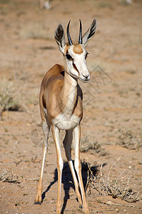 婴儿斯普林博克沙漠动物哺乳动物公园旅游耳朵生态食草动物群衬套图片