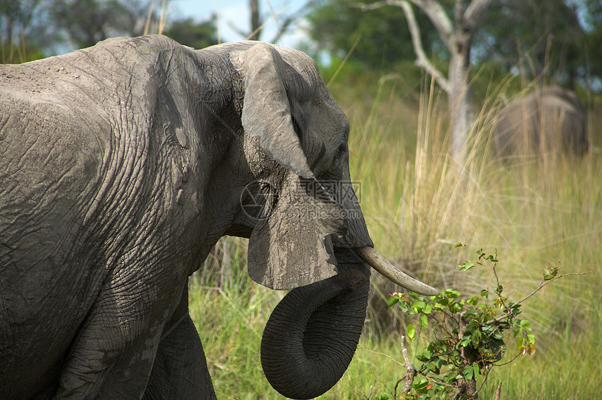 灌木丛中大象旅行哺乳动物耳朵公园账单动物园旅游打猎厚皮野生动物图片