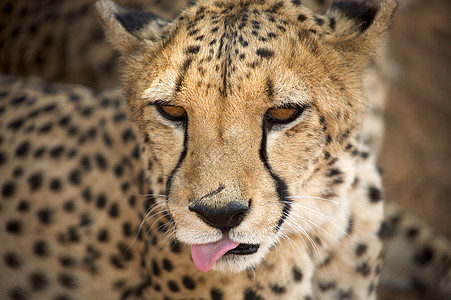 哈纳斯的猎豹动物园手表毛皮野生动物掠夺性食肉斑点环境猎人动物图片