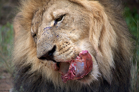 博茨瓦纳的狮子力量动物园森林鬃毛食物肌肉动物国王食肉野生动物图片
