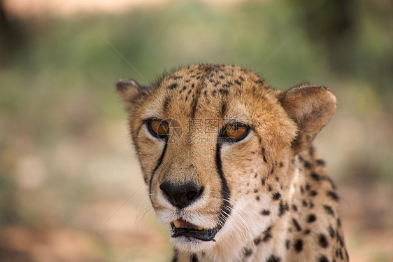 哈纳斯的猎豹野生动物猎人斑点食肉毛皮速度猫科捕食者荒野掠夺性图片