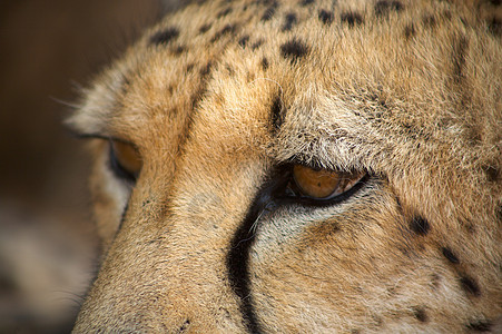 哈纳斯的猎豹猫科速度哺乳动物野生动物斑点打猎捕食者动物园毛皮环境图片