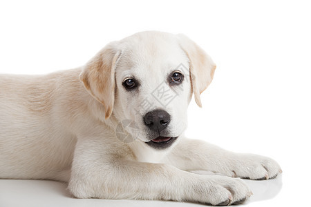 拉布拉多小狗水平休息哺乳动物褐色猎犬动物奶油工作室朋友犬类图片