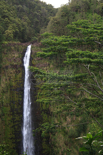 热带雨林的瀑布荒野森林热带树木公园图片