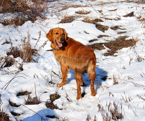 雪中户外狗活动阳光动物朋友鼻子公园晴天金子犬类猎犬图片