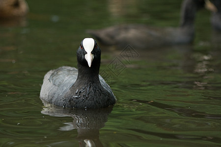 踩水上 在水上野生动物黑色笨人鸟类公园白色好奇心羽毛绿色红色图片