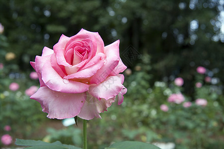 粉红玫瑰花植物学植物粉色花瓣玫瑰雨滴绿色花园背景图片