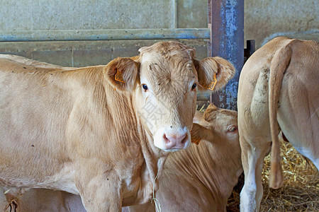 牛肉农场工厂哺乳动物动物家畜奶牛说谎鼻子居住展示图片