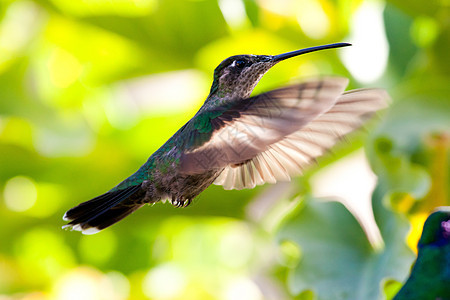 蜂鸟在飞行中动物速度羽毛翅膀野生动物背景图片