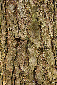 圆木盒棕色松树背景图片