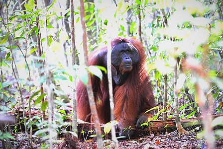 奥兰古坦的成年男性雨林哺乳动物森林智力侏儒成人人科野生动物猩猩原始人图片