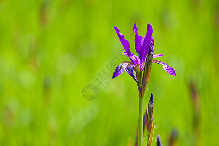 维奥莱特伊里斯植物荒野鸢尾花植物学紫色晴天花瓣叶子野花旗帜图片