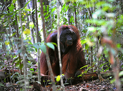 奥兰古坦的成年男性猩猩荒野红褐色猿猴森林哺乳动物灵长类动物情感人科图片
