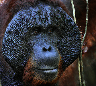 奥兰古坦的成年男性情感红褐色灵长类侏儒野生动物森林猩猩哺乳动物动物雨林图片