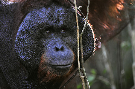 奥兰古坦的成年男性哺乳动物侏儒猿猴原始人红褐色猩猩智力情感动物野生动物图片