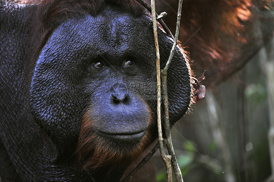 奥兰古坦的成年男性哺乳动物侏儒猿猴原始人红褐色猩猩智力情感动物野生动物图片
