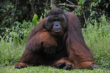 奥兰古坦的成年男性灵长类猩猩哺乳动物猿猴智力野生动物红褐色人科成人雨林图片
