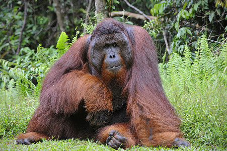 奥兰古坦的成年男性森林灵长类红褐色原始人情感猩猩野生动物动物丛林智力图片