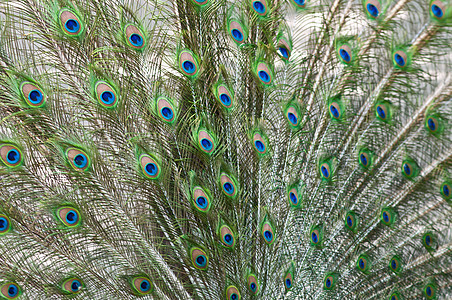 孔雀绿色尾巴羽毛眼睛美丽蓝色身体荒野野生动物动物园图片