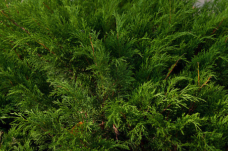 绿色arborvitae 分支森林环境季节衬套公园美丽针叶枝条植物叶子图片