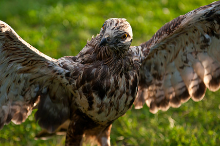 猎鹰翅膀绿色荒野尾巴园艺爪子捕食者野生动物羽毛生物学图片