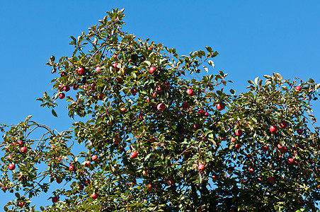红成熟苹果收成天空绿色叶子生长生活农场红色苹果树老太婆图片