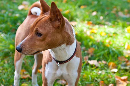 狗眼睛绿色食肉毛皮耳朵宠物橙子棕色动物犬类图片