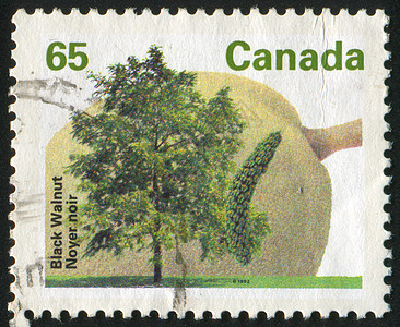 邮票明信片花瓣森林古董公园植物群植物学地面叶子花园图片