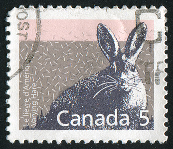 邮票兔子荒野毛皮哺乳动物邮戳信封明信片海豹集邮古董图片