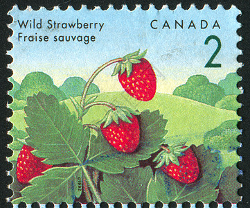 标记 M信封味道食物历史性古董邮戳树叶集邮营养草莓图片