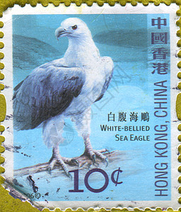 邮票眼睛海豹石头羽毛邮件动物群脖子荒野爪子海岸图片