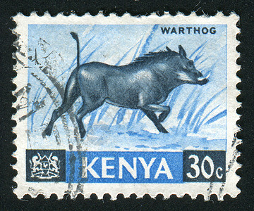 挂印动物牙齿邮戳荒野犬齿疣猪邮件明信片哺乳动物公猪图片